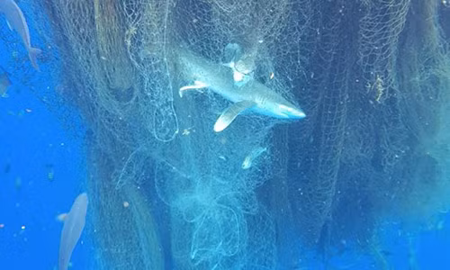 Hàng trăm con cá chết vì mắc kẹt vào lưới đánh cá khổng lồ ngoài khơi Quần đảo Cayman.