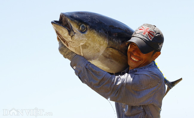Anh Nguyễn Văn Minh, ngư dân TP. Tuy Hòa chia sẻ, chuyến biển dài hơn 10 ngày này 6 anh em trên thuyền đem về được gần 2,5 tấn cá ngừ đại dương vây vàng và các loại hải sản mực, tôm khác, trừ chi phí thì cũng kiếm được trên 100 triệu đồng.