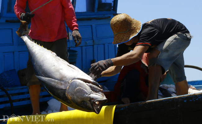Đây chủ yếu là đội tàu khai thác loại cá ngừ đại dương, bình quân mỗi tàu đánh bắt được khoảng 30 đến 40 con cá ngừ đại dương vây vàng (tương đương 2 đến 2,5 tấn cá), chưa kể các loại hải sản khác.