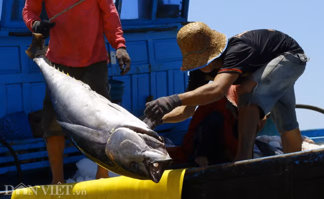 Đây chủ yếu là đội tàu khai thác loại cá ngừ đại dương, bình quân mỗi tàu đánh bắt được khoảng 30 đến 40 con cá ngừ đại dương vây vàng (tương đương 2 đến 2,5 tấn cá), chưa kể các loại hải sản khác.