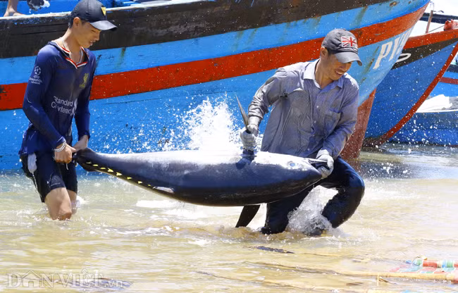 Với mức thu nhập như vậy, những ngư dân đánh bắt cá ngừ đại dương sẽ có gấp đôi thu nhập với việc đánh bắt loại hải sản khác.