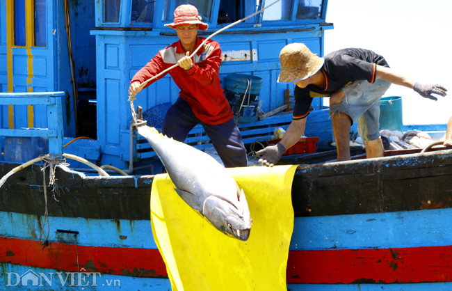 Tỉnh Phú Yên hàng trăm tàu công suất từ 90CV trở lên, có khả năng đánh bắt xa bờ và khai thác các loại cá lớn.