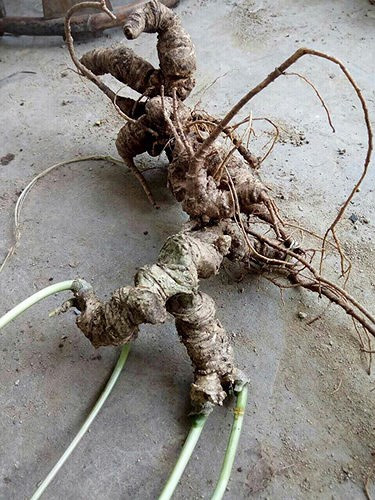 Thiết trúc nhân sâm Việt Nam có tên khoa học là Panax Vietnamensis là loài nhân sâm quý hiếm được tìm thấy trên những dãy núi của Tây Tạng (Trung Quốc) và Tây Bắc của Việt Nam. Loài sâm quý hiếm này sinh trưởng trên đội cao từ 2.100m trở lên. Tại Việt Nam, chúng phát triển nhiều trên dãy Hoàng Liên Sơn. (Ảnh: Kiến thức)