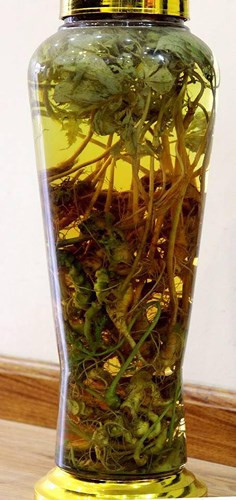 Giới sành chơi cho rằng, sâm Việt Nam có vài chục loại, chất lượng chẳng thua kém bất cứ một loại sâm nào trên thế giới. (Ảnh: Internet).