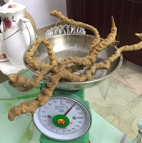 Cũng chính bởi sự hiếm và quý ấy, không ít người đã phải chi cả vài trăm triệu, thậm chí cả tỷ bạc để sở hữu một củ sâm. (Ảnh: Kiến Thức)