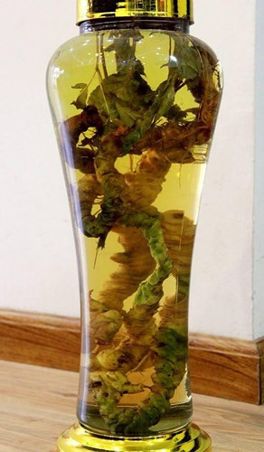 Lạc vào thế giới rượu sâm của vị đại gia này ai cũng phải choáng ngợp. (Ảnh: Dân Việt)