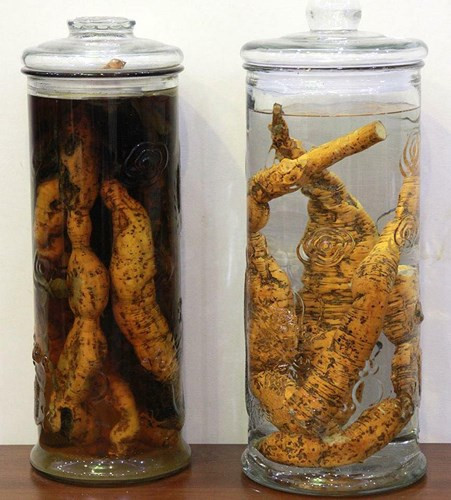 Để có những bình rượu sâm quý hơn “vàng ròng”, ông chủ của "kho" rượu này phải lặn lội khắp mọi miền rừng núi nhiều năm. (Ảnh: Dân Việt)