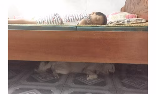 Bức ảnh khiến cư dân mạng thích thú.