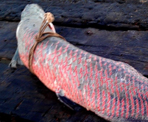 Tại thị xã Bình Minh, tỉnh Vĩnh Long, 2 ngư dân đánh bắt cá trên sông Hậu, đoạn gần khu vực công viên bến Ninh Kiều, thành phố Cần Thơ cũng từng bắt được con cá Rồng nặng gần 50kg, dài 1,7m. Sau khi bắt được cá Rồng, do không biết đây là loại cá cảnh quý, có giá trị kinh tế cao nên họ đã đánh chết cá và tấp ghe vào chợ xóm Chài (phường Hưng Phú, quận Cái Răng, thành phố Cần Thơ) để bán.