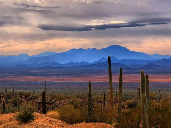 Sonoran, Tây Nam nước Mỹ, nằm giữa biên giới Mỹ - Mexico, Sonoran là sa mạc nóng nhất ở Bắc Mỹ, với nhiệt độ thường xuyên đạt tới 118 độ vào mùa hè.