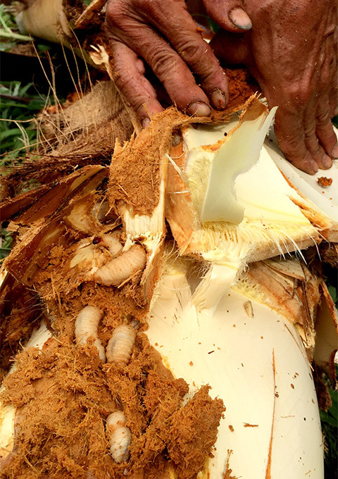 Những nhát dao dứt khoát của anh Tư đang chặt bỏ công sức trồng trọt của chính mình bao năm qua để ngăn” đặc sản” đuông lây lan ăn qua các cây khác trong vườn đang cho trái.