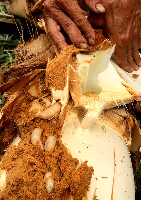 Những nhát dao dứt khoát của anh Tư đang chặt bỏ công sức trồng trọt của chính mình bao năm qua để ngăn” đặc sản” đuông lây lan ăn qua các cây khác trong vườn đang cho trái.