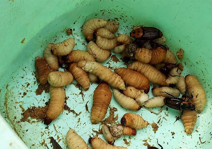 Đuông dừa vừa bắt được còn nghe mùi thối của tàu hũ dừa đã bị gặm nhấm nát bét bốc mùi đặc trưng, phải rửa sạch, và được người dân địa phương chế biến rất khéo tay. Đuông dừa có thể chế biến thành nhiều món và món nào cũng “hớp hồn” đối với dân nhậu. Điều trớ trêu là món đặc sản này lại mang lại nỗi sợ hãi của người nông dân Bến Tre!