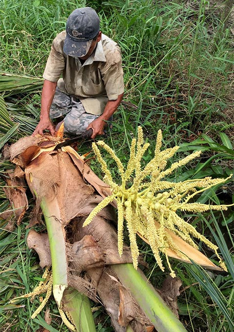 Những người nông dân miệt vườn miền Tây Nam Bộ không khỏi xót xa khi phải chặt bỏ những cây dừa đang cho trái, trổ hoa chỉ để… bắt đuông đục thân dừa.