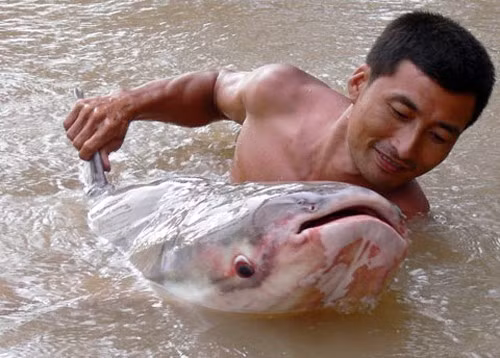 Anh Chiến cho biết, đây là con cá lớn nhất từ trước đến nay mà anh bắt được. Tuy nhiên, do không nhận thức được vấn đề, anh đã đưa cá ra chợ bán cho một chủ thu mua, và con cá bị xẻ thịt bán với giá từ 160.000 đến 200 ngàn đồng.