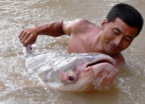 Anh Chiến cho biết, đây là con cá lớn nhất từ trước đến nay mà anh bắt được. Tuy nhiên, do không nhận thức được vấn đề, anh đã đưa cá ra chợ bán cho một chủ thu mua, và con cá bị xẻ thịt bán với giá từ 160.000 đến 200 ngàn đồng.