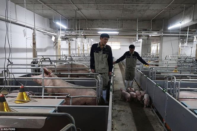 Nuôi heo theo từng tầng tạo không gian riêng biệt khiến vật nuôi có khoảng không, thường khỏe mạnh, ít bệnh tật. Nhân công thường đi thang máy chăm sóc vật nuôi, thức ăn được dẫn lên các tầng nhờ hệ thống ống, chất thải được hóa lỏng làm phân bón tưới cây cho các trang trại gần đó.