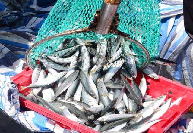 Tàu của ngư dân Quảng Ngãi trúng đậm cá nục suông. Ảnh: C.X