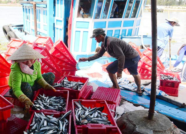 Giá cá nục dao động từ 33.000 - 35.000 đồng/kg. Ảnh: C.X