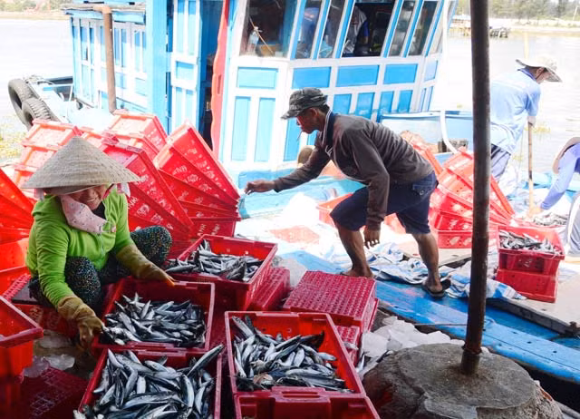 Giá cá nục dao động từ 33.000 - 35.000 đồng/kg. Ảnh: C.X