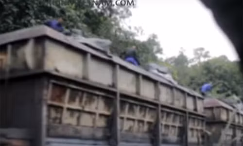 Hình ảnh được cho là 'than tặc' đang lộng hành trên tàu chở than. (Ảnh cắt từ clip, nguồn: Giadinhvietnam)