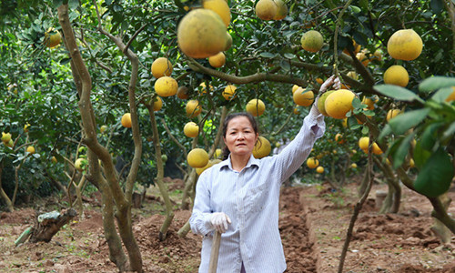 Vườn bưởi sai trĩu quả của gia đình bà Thanh Hương tại Văn Trì, Minh Khai. Ảnh: K.O