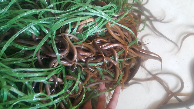 "Lươn nuôi rất đơn giản, nuôi theo mô hình lươn không bùn tiết kiệm nhiều chi phí, dễ quản lý, chăm sóc, nhu cầu tiêu thụ loại lươn này rất lớn, tận dụng được diện tích đất nhỏ trong gia đình để nuôi” ông Vững chia sẻ.