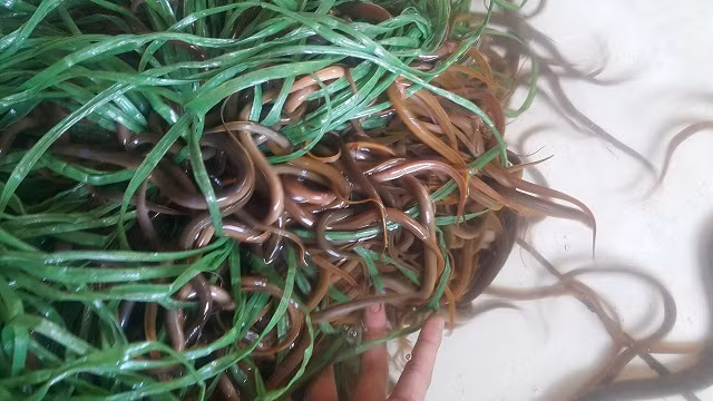 "Lươn nuôi rất đơn giản, nuôi theo mô hình lươn không bùn tiết kiệm nhiều chi phí, dễ quản lý, chăm sóc, nhu cầu tiêu thụ loại lươn này rất lớn, tận dụng được diện tích đất nhỏ trong gia đình để nuôi” ông Vững chia sẻ.