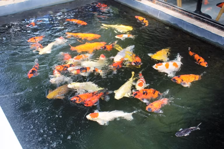 Be ca Koi dep me hon cua chang trai pho Nui