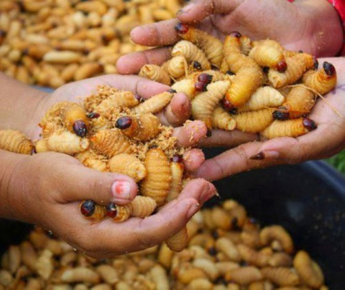 Đuông dừa bị cấm bán từ lâu nhưng nhiều người vẫn buôn bán công khai.