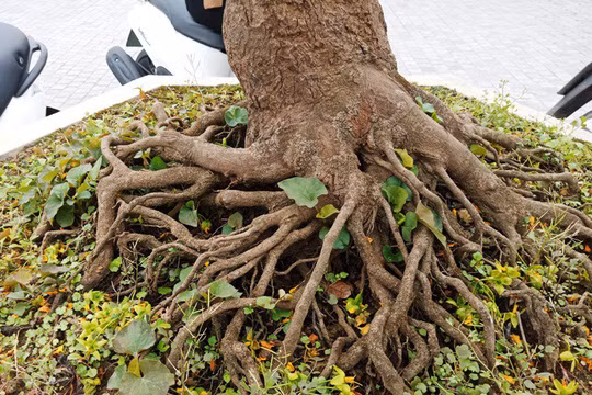 Cận cảnh gốc cây mai có giá 80 triệu.