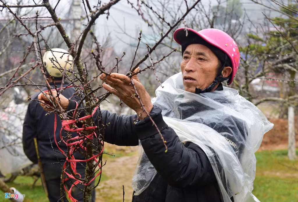 Ngoài chi phí mua đào, thương lái phải trả tiền trông giữ, vận chuyển, thuê mặt bằng bán hàng nên giá một cành đào rừng Sa Pa đến tay người mua lẻ chơi Tết gần gấp đôi so với giá nhập.