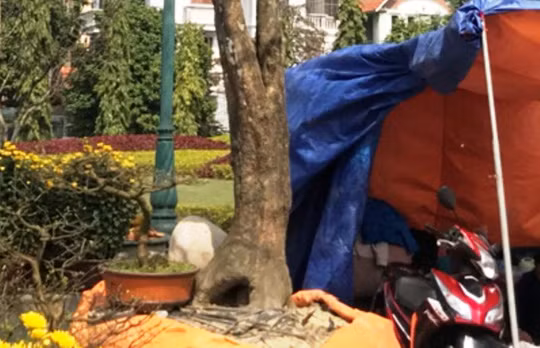 Theo người bán thì cây mai này được trồng tự nhiên trong nhà 1 người dân.