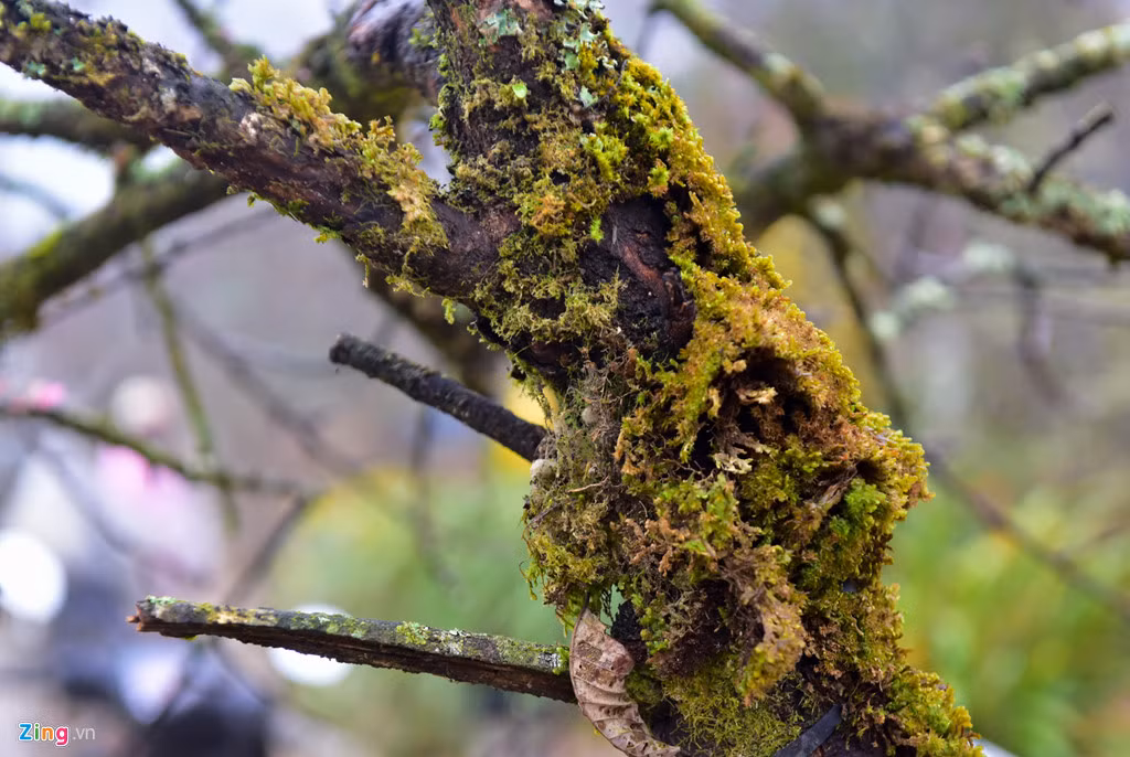 Những cành đào đẹp, già, nhiều nụ, rêu mốc, cành mập năm nay thương lái mua tại Sa Pa từ sớm với giá 2-7 triệu đồng/cành.