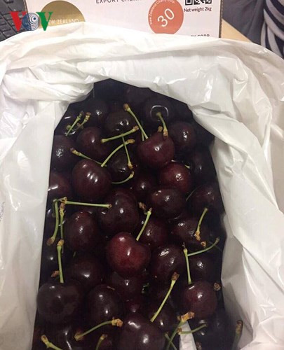 Cherry loại to khoảng 30 quả/kg.
