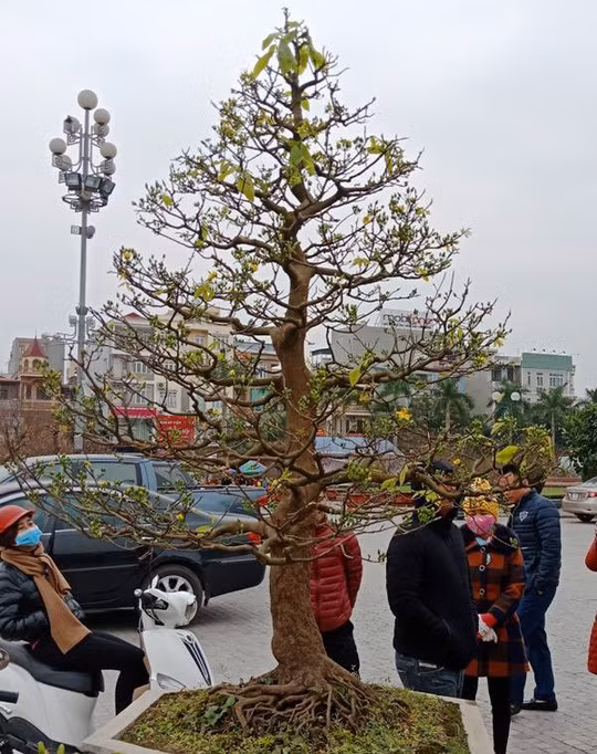 Gốc mai có giá 80 triệu đồng được rất nhiều người quan tâm.