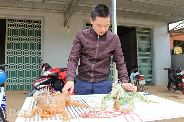 9X đưa những chú rồng của mình ra sân phơi nắng. Ảnh: Văn Long.