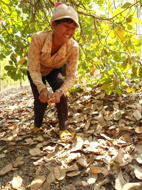 Nụ cười luôn nở trên môi những người mót điều cuối vụ.