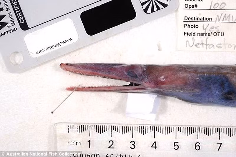 Cá chình duckbill cũng là một loài mới được phát hiện lần này. Ảnh: CSIRO