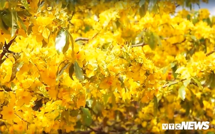 Một gia đình chụp hình kỷ niêm bên cây mai. Mọi người lần đầu ngắm cây mai này để khẳng định là chưa từng được nhìn cây nào độc đáo như cây mai của ông Thạnh.