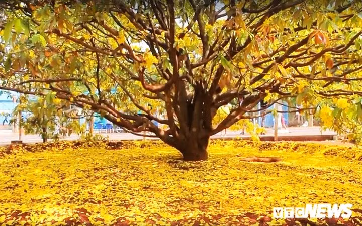 Tuy nhiên, ở Đồng Nai, một cây mai "khủng" có tuổi đời trên 50 đang thu hút hàng nghìn lượt du khách đến tham quan bởi nở đúng Tết, khoe sắc vàng rực rỡ đúng ngày xuân.