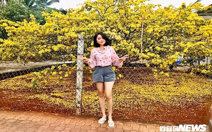 Với vẻ ngoài đẹp rực rỡ, nhiều năm gần đây, cây mai vàng có tuổi đời trên 50 năm này đã trở thành điểm đến tham quan của rất nhiều người dân địa phương và du khách vào mỗi dịp Tết đến xuân về.