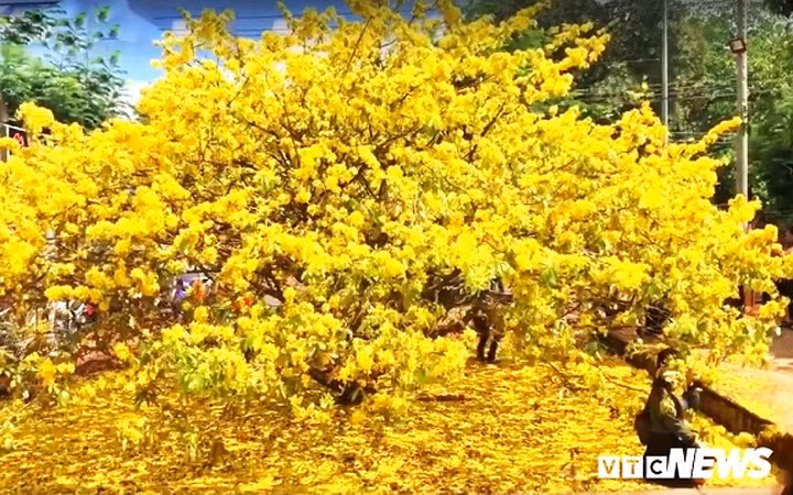 Hơn 11 năm nay, cứ dịp Tết đến xuân về, hoa mai nở vàng rực, thì người dân trong và ngoài tỉnh Đồng Nai lại rủ nhau tìm đến nhà ông Thạnh để chụp ảnh cùng cây mai.