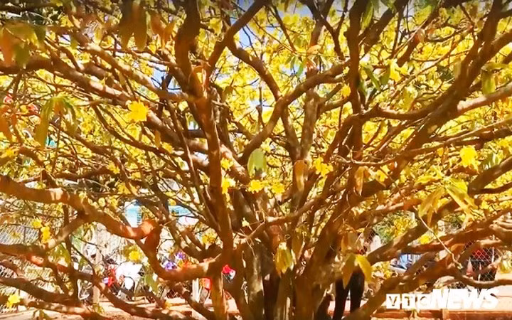 Theo ông Thạnh, có rất nhiều người trả giá rất cao để sở hữu gốc mai “khủng” này, mức giá cao nhất gần đây là hơn 2 tỷ đồng nhưng ông không đồng ý bán vì đây là cây mai do cha mình để lại nên chỉ để trưng bày cho mọi người ngắm.