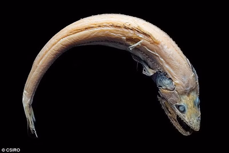 Một loài khác trông rất giống lươn. Ảnh: CSIRO