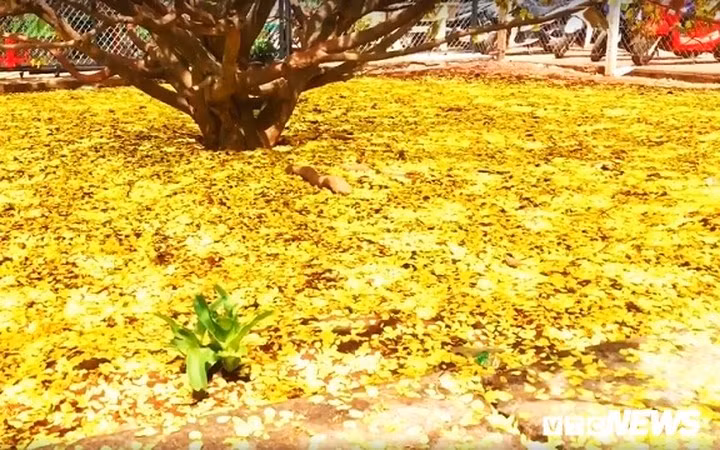 Các nhánh mai lan toả, chi chít cành vươn lên trổ hoa. Gốc cây rất lớn, cánh hoa mai rụng vàng rực, phủ kín mặt đất quanh gốc mai.