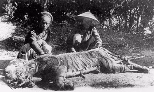 Ngày trước cọp nhiều bao nhiêu thì nay hiếm bấy nhiêu.