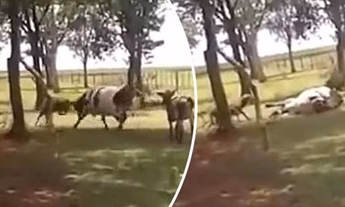 Con bò dường như hoàn toàn bất tỉnh. Nhưng con dê nhanh chóng đứng dậy với phong cách của “người chiến thắng”. Con bò dường như hoàn toàn bất tỉnh. Nhưng con dê nhanh chóng đứng dậy với phong cách của “người chiến thắng”.