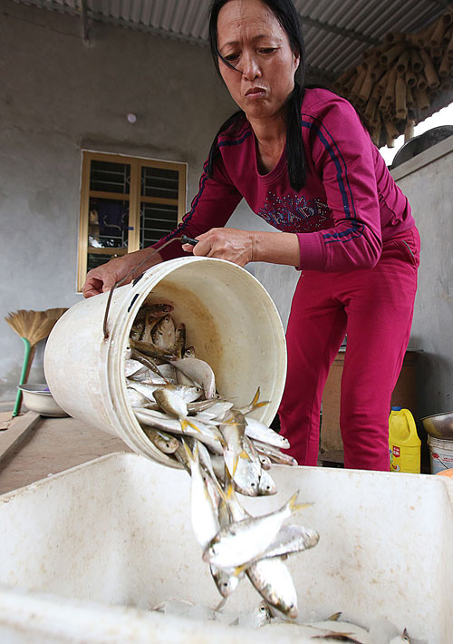 Sau khi đánh bắt về, cá được cấp đông, giữ cho cá được tươi. “Mỗi ngày bắt được từ 40 -100kg, giá cá từ 25 - 30 ngàn đồng/kg, ngày tôi cũng thu được ít nhất 1 triệu đồng", chị Đỗ Thị Sỹ vừa ướp mẻ cá vừa nói.