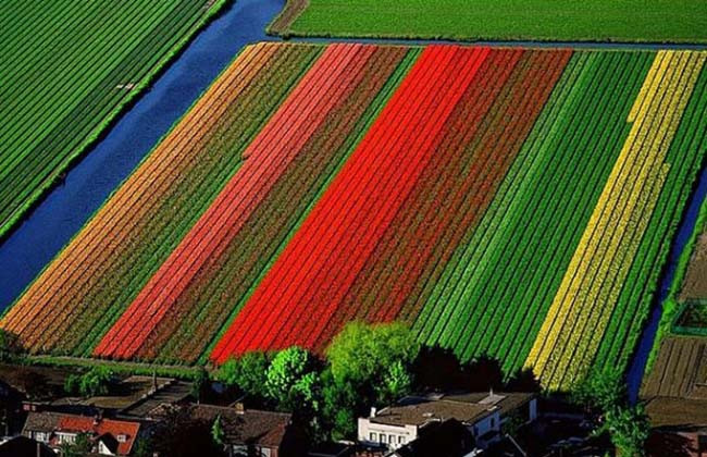 8.Cánh đồng hoa tullip, Hà Lan Vào mùa xuân, nơi đây giống như một buổi trình diễn rực rỡ đầy sắc màu. 7 triệu bông hoa tullip sẽ đua nhau khoe sắc dưới ánh đèn trong khu vườn Keukenhof. Du khách từ khắp mọi nơi sẽ đổ về chiêm ngưỡng khoảnh khắc hiếm có này.